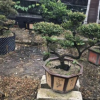 廠家直銷造型小葉紫檀盆景 室內觀賞盆趣