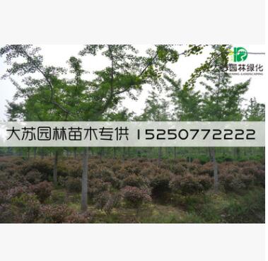 占地拆遷苗 銀杏樹苗 銀杏苗 白果小苗 庭院植物行道綠化苗木