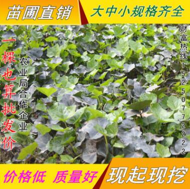 常春藤綠化 攀援植物 四季常青盆栽花卉 長春藤小苗長青藤