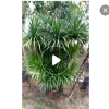 造形龍血樹 室內綠植　龍鐵樹批發　綠植盆栽