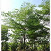 精品苗木 小葉欖仁 假植苗19-20分 中山花木基地