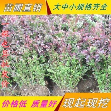 低價(jià)批發(fā) 紅葉小檗小苗 紅葉小波 工程綠化苗 規(guī)格齊全
