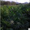 批發 供應無患子樹苗 優質小苗 規格齊全 工程綠化苗木 量大從優