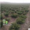基地供應龍柏球 綠化工程樹苗 常綠龍柏球 行道公園龍柏球