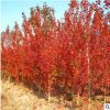 基地直銷綠化苗木 美國紅楓小苗 日本紅楓小苗庭院小區觀賞風景苗