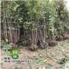 基地批發梅花苗 臘梅樹苗 庭院觀花植物綠化苗木 成活率高
