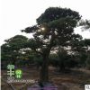 羅漢松出售 優質室內盆栽羅漢松盆景樹苗防輻射 凈化空氣