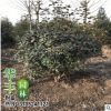 批發紅葉石楠苗 規格齊全 高桿石楠 紅葉石楠球 色塊苗木花卉