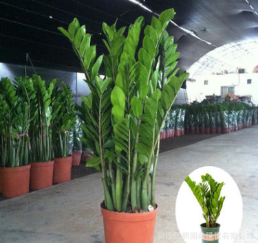 金錢樹搖錢樹室內客廳大綠植盆栽盆景花卉吸甲醛觀葉招財植物盆栽