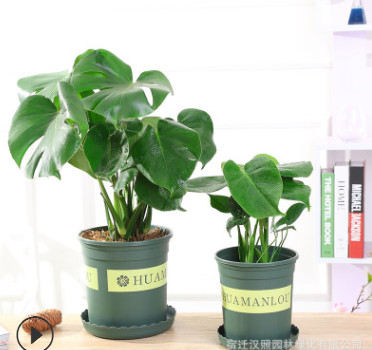 批發龜背竹大型盆栽綠植室內吸甲醛凈化空氣四季常青水培大葉植物