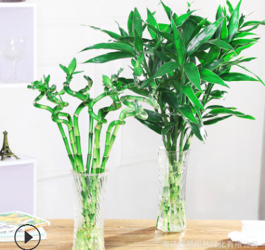水培富貴竹植物水養大葉竹客廳招財花卉盆栽玻璃花瓶轉運彎竹龍竹
