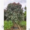 彩葉黃槿行道樹 紅葉黃槿 紫葉黃槿樓盤綠植濕地綠化基地直銷