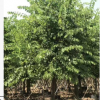 紅花羊蹄甲胸徑15-25cm 紅花紫荊 洋紫荊觀行道樹工程苗基地批發