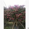小葉紫薇11-12cm單桿全冠庭院樹百日紅樓盤精品苗木紅花紫薇