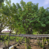 樓盤行道樹全冠黃槐10cm假植苗黃花槐