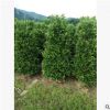 基地供應盆栽非洲茉莉柱高度150-180厘米綠籬工程苗