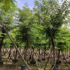 鐵刀木15-16cm假植苗觀花行道樹中山苗圃基地直銷