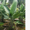 大型綠植盆栽天堂鳥2株/袋高110-130cm鶴望蘭基地直銷