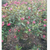四季開花灌木琴葉珊瑚高1-1.2米袋苗基地直銷