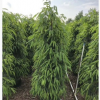 四季常青灌木塔榕高1.8-2米即可綠籬亦可孤植