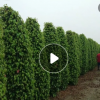 廠家直銷盆栽綠籬植物 批發(fā)優(yōu)質(zhì)大型灌木 四季常綠垂葉榕