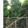 廠家直銷盆栽白蘭樹 大型綠植黃桷蘭