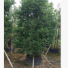 大型常青優(yōu)質(zhì)苗木盆栽多頭樟樹即可作風景樹亦可主景樹