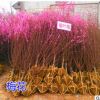 梅花樹苗紅梅盆景小苗榆葉梅美人梅樹樁庭院綠化工程植物