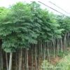 落葉性庭蔭觀賞楓楊樹苗 露地觀果庭蔭楓楊樹 庭院別墅裝飾楓楊