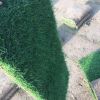 大批量供應(yīng)百慕大與黑麥草混播草坪電15961543375低價(jià)