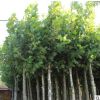 行道綠化防護法國梧桐樹 景觀庭院觀賞梧桐樹苗 濕地綠化法國梧桐