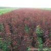 露地觀賞紅葉碧桃樹苗 園林景觀綠化碧桃樹 庭院植物綠化紅葉碧桃 一