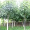 落葉性庭蔭風景白蠟樹苗 觀葉造型綠化白蠟樹 濕地綠化防護白蠟樹