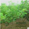 苗圃直銷批發(fā)黃櫨樹苗 綠化工程苗 行道樹 規(guī)格品種齊全