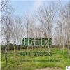 苗圃直銷批發(fā)黃櫨樹苗 綠化工程苗 行道樹 規(guī)格品種齊全