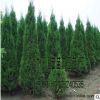 苗木場大量批發供應塔松 蜀檜 塔柏綠化 量大優惠 品種規格齊全