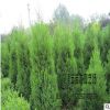 大量供應批發塔松 塔柏綠化 品種規格齊全 高速隔離帶 量大優惠