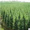 苗圃批發雪松小苗 耐寒常青雪松苗 雪松綠化苗工程苗雪松樹苗