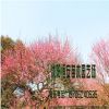 大量供應批發綠梅 紅梅銷售 耐寒工程綠化苗木品種齊全 量大價優