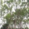 花廠直銷大型優(yōu)質(zhì)盆栽藍花楹23-24分帶土球發(fā)貨