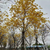 花廠直銷多花黃花風鈴木 優(yōu)質(zhì)觀花極強風景行道樹袋苗供應