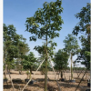 澳洲火焰木基地直供 園林樓盤(pán)綠化工程苗木