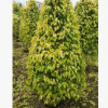 盆栽黃金垂榕柱 苗圃批發(fā)綠籬彩葉植物黃金垂榕