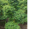 基地直供大型盆栽造型福建茶 多種規(guī)格S形怪狀植物