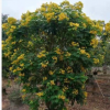 大型觀花植物黃花槐 一年開(kāi)二次花觀賞性極強(qiáng)的苗木黃槐