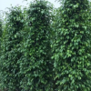 廠家直銷(xiāo)垂葉榕柱 大型觀葉綠籬植物垂榕