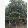 基地直銷(xiāo)低分枝水蒲桃 大型觀葉易種植叢生水蒲桃專(zhuān)車(chē)發(fā)貨