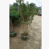 苗圃直銷(xiāo)叢生小葉紫薇 多花易種植灌木