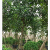 苗圃直銷(xiāo)大型果樹(shù)紅蒲桃 易種植行道樹(shù)蓮霧樹(shù)