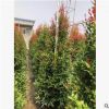 孤植片植群植皆可紅車